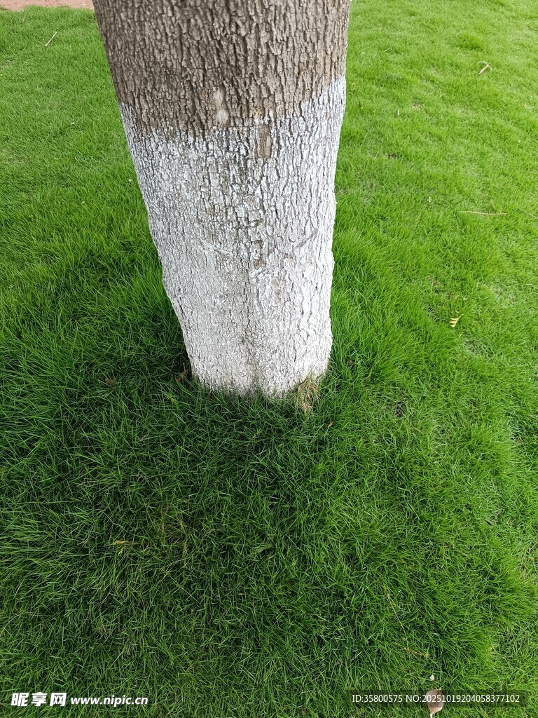 树干底部的绿色草坪景观