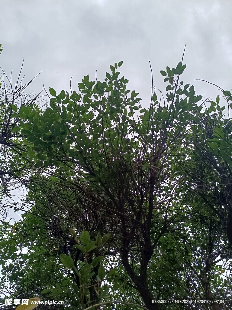 绿叶间的鸟巢