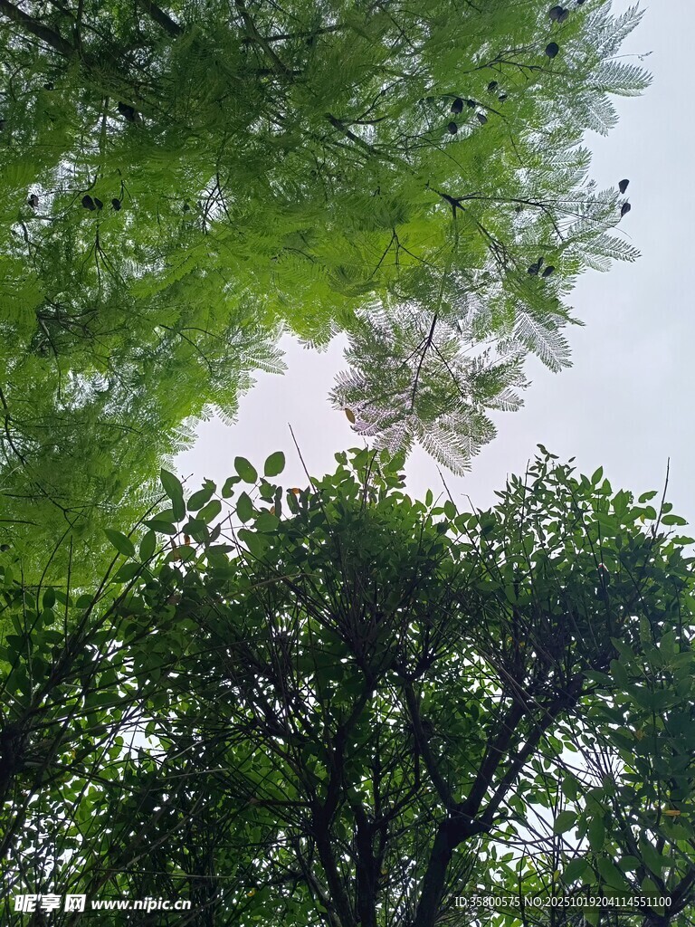 仰视葱郁树冠的自然景象