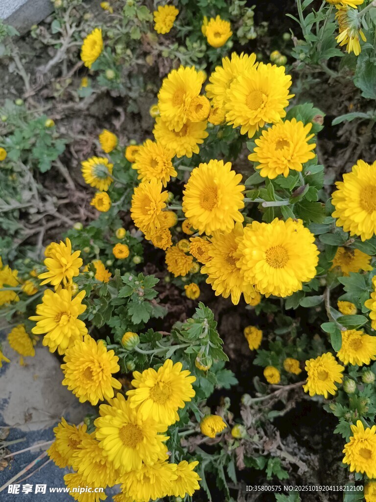 绽放的黄色小菊花