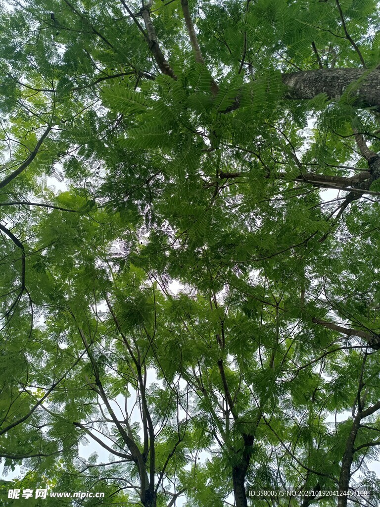 繁茂绿树展现盎然生机