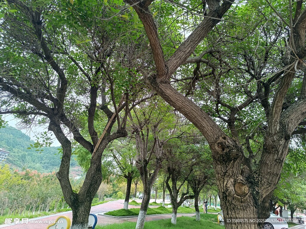 林荫下的静谧公园景致
