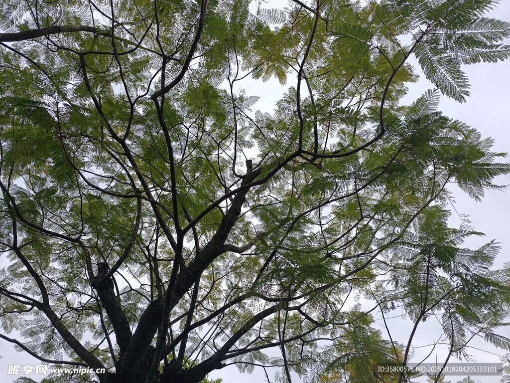 枝叶繁茂的树木