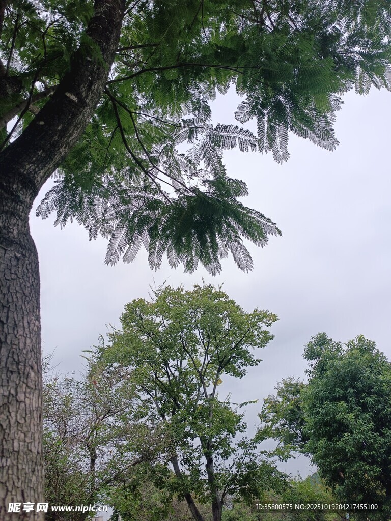 高大树木与周边绿植景观