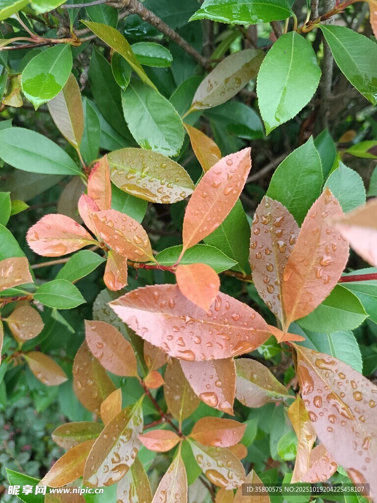 变色树叶特写
