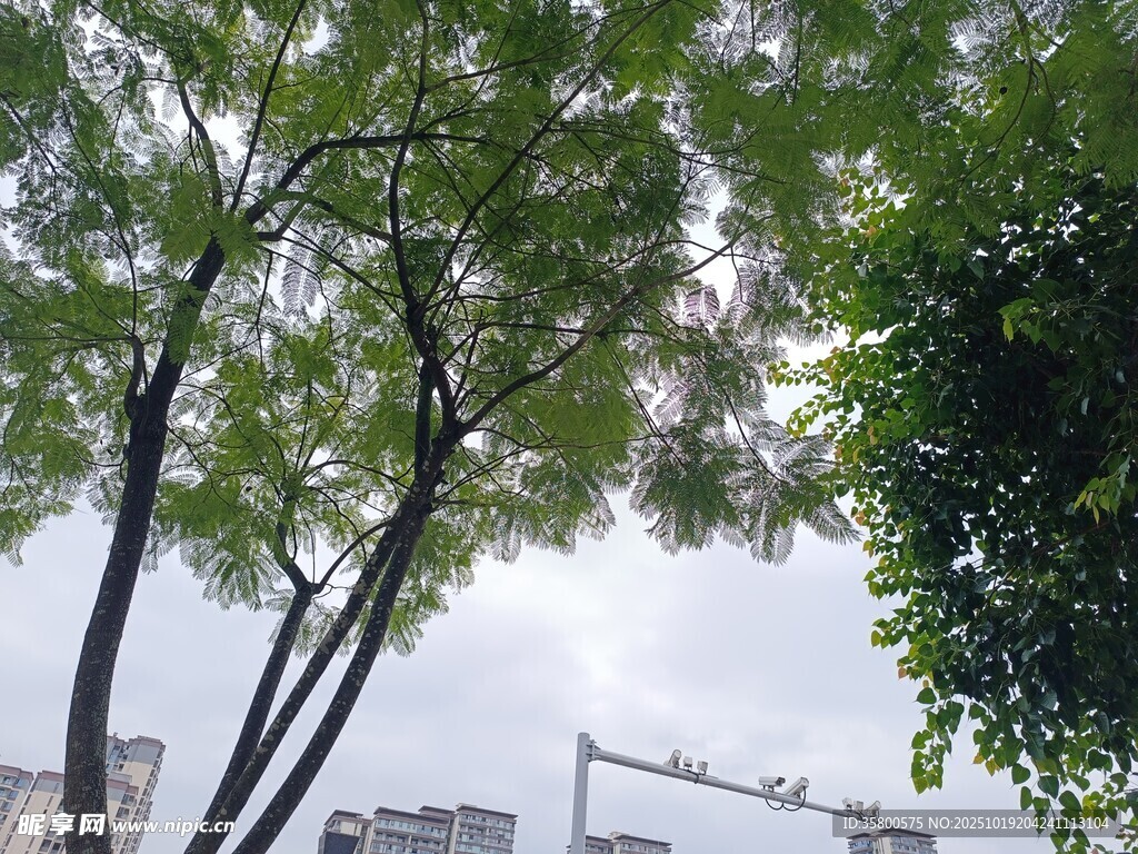 城市中枝叶繁茂的绿树