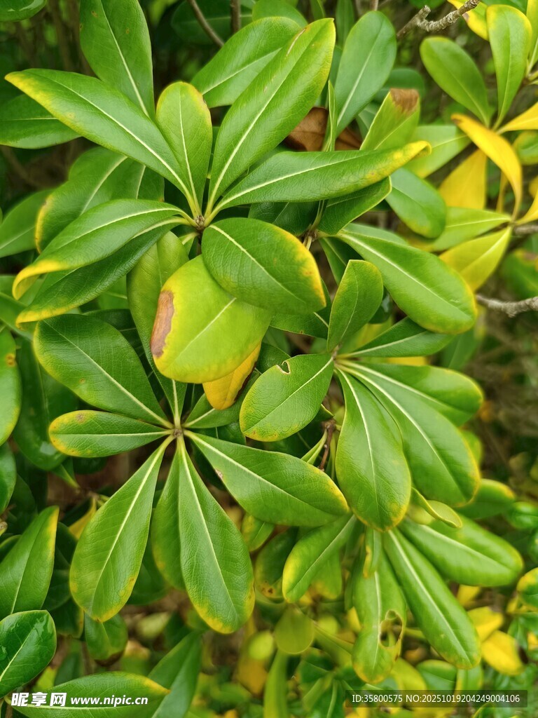 翠绿繁茂的掌状叶片植物