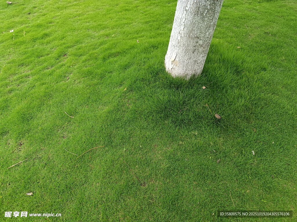 树下翠绿草坪特写
