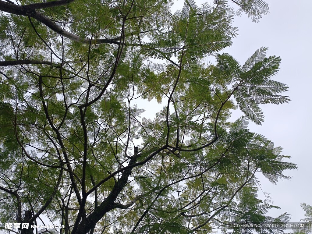 枝叶繁茂的树梢
