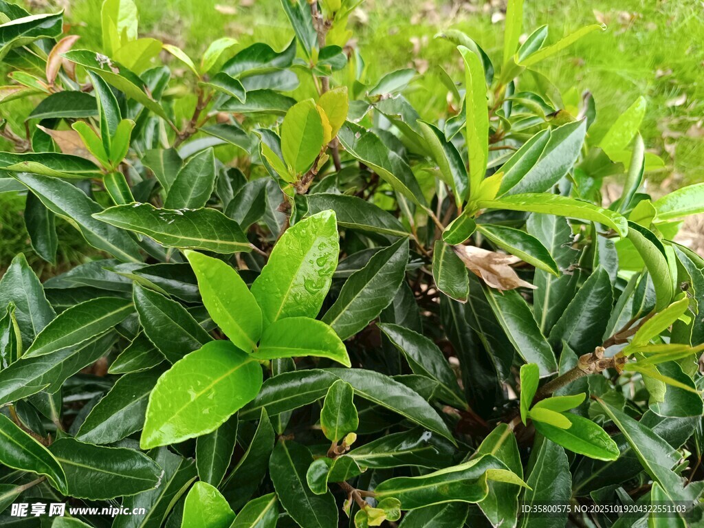 翠绿繁茂的绿叶植物