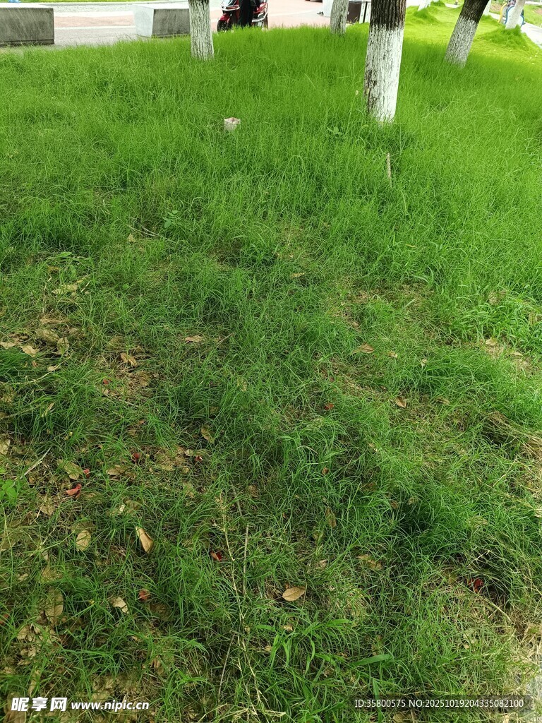 翠绿草地与树木景象