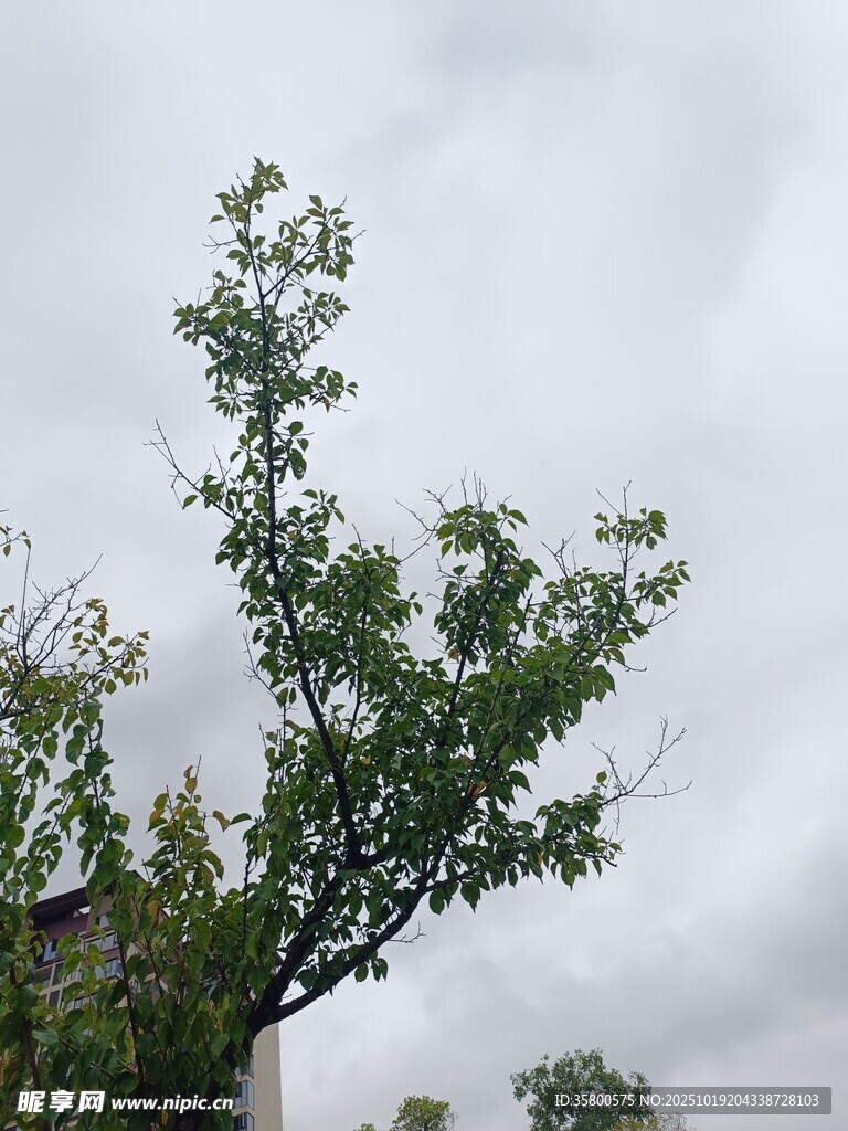枝头绿意 