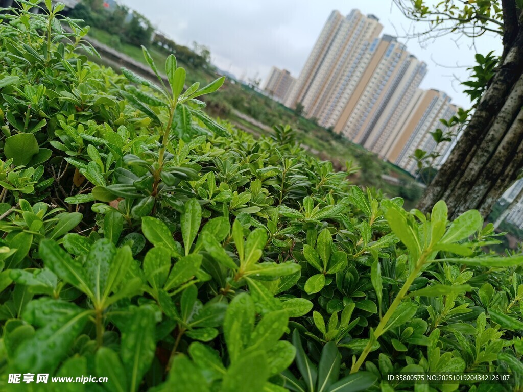 城市绿植旁的高楼景观