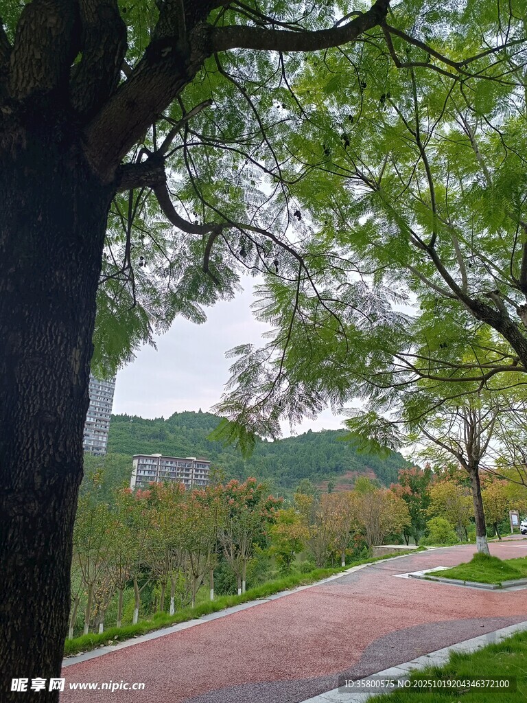 林间漫步道 
