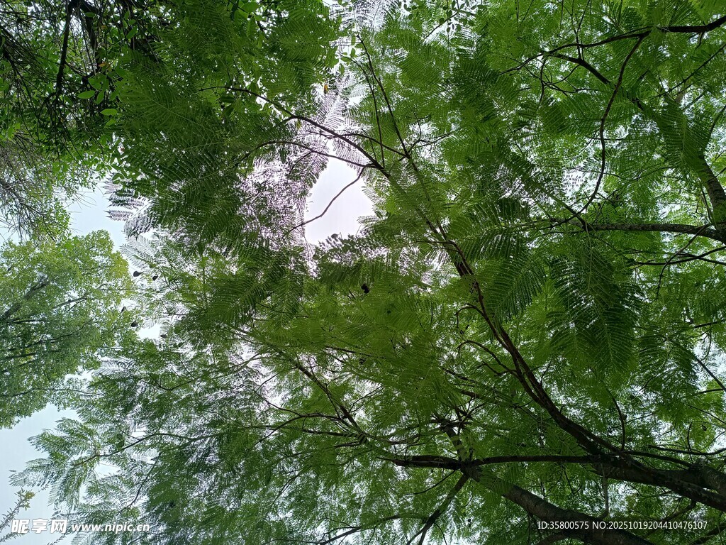 仰视繁茂绿树景观