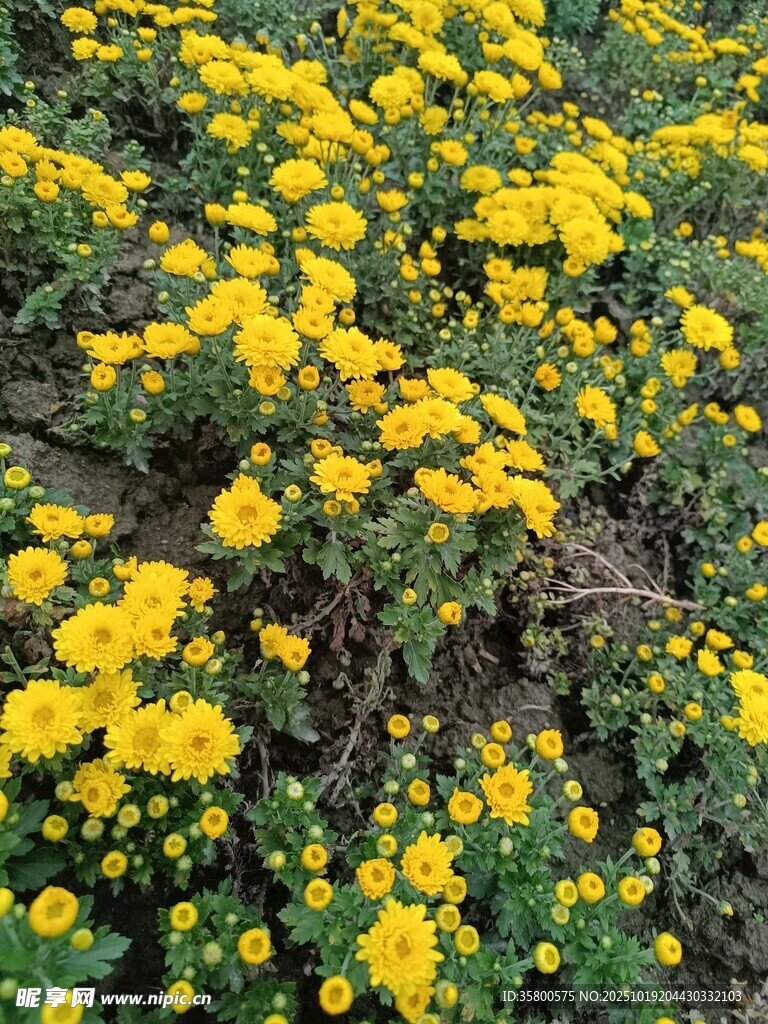金黄灿烂的菊花花海