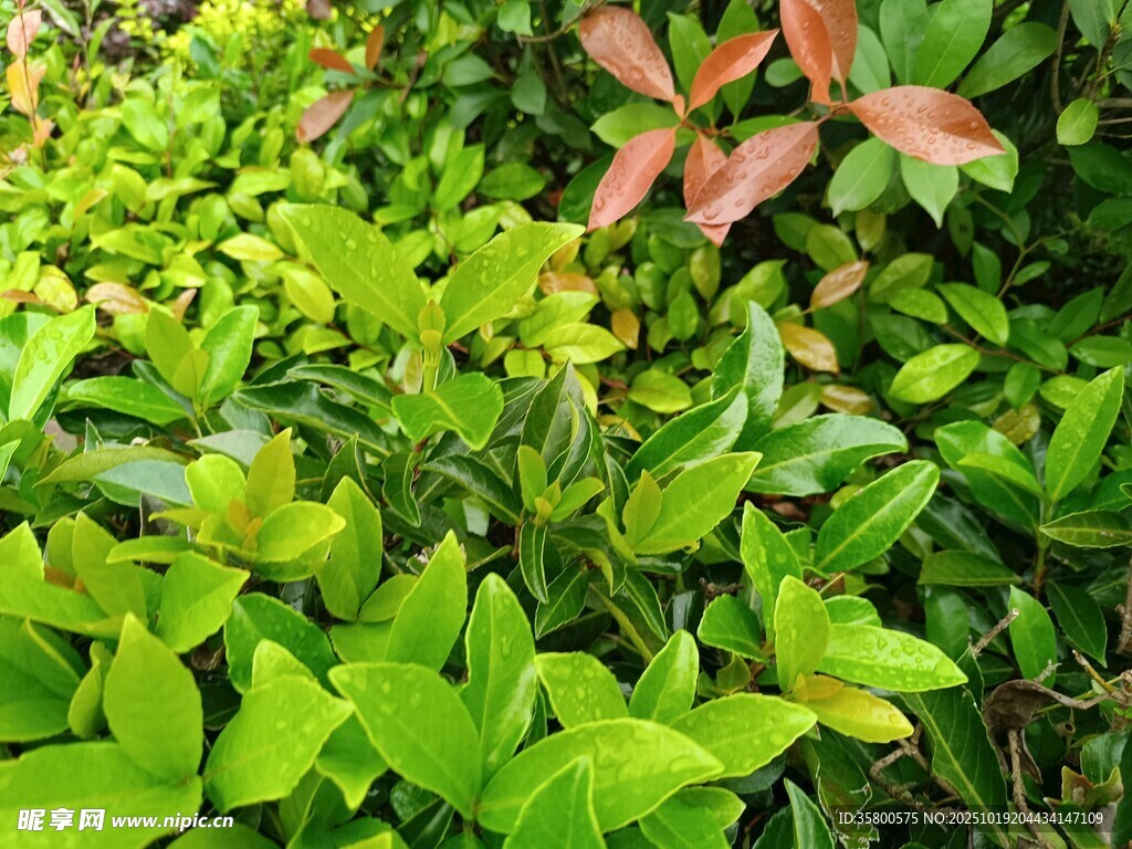 翠绿与红韵交织的植物景观