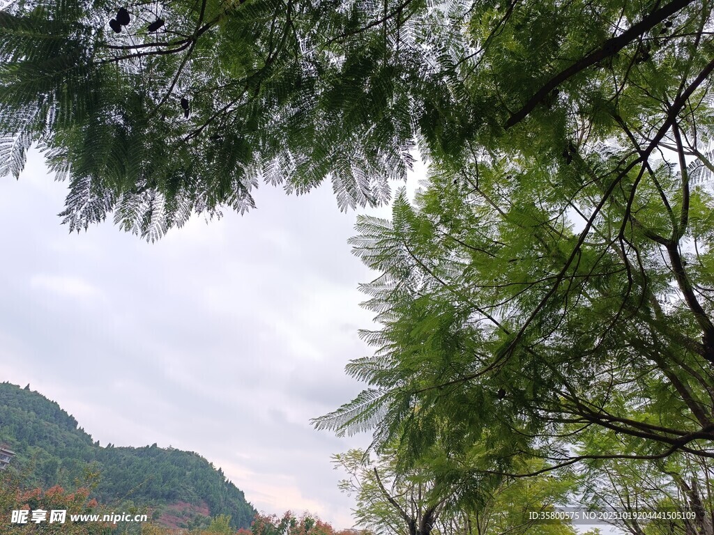 山林间的葱郁枝叶