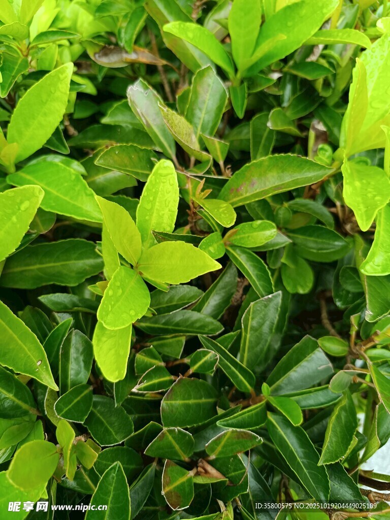 翠绿繁茂的清新植物叶片