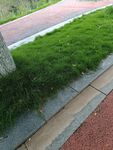 路边翠绿草坪与多彩步道