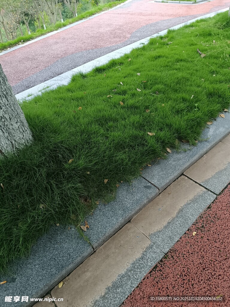 路边翠绿草坪与多彩步道