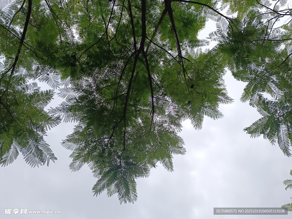 仰视翠绿繁茂的树枝树叶