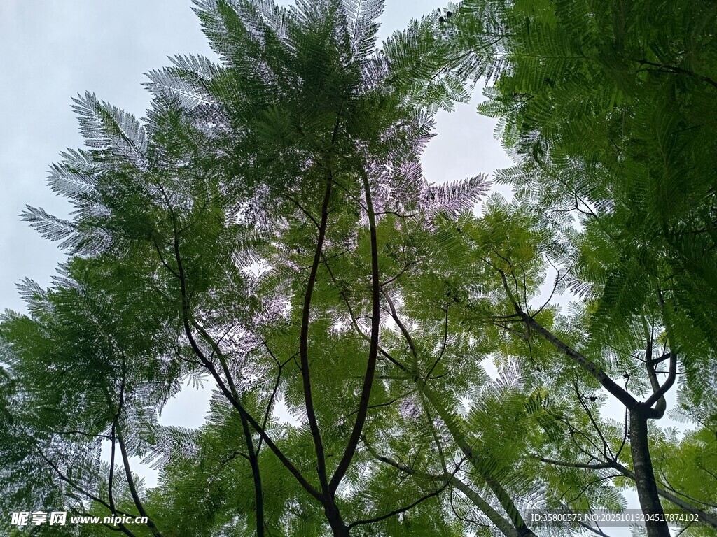 仰视葱郁树木景观