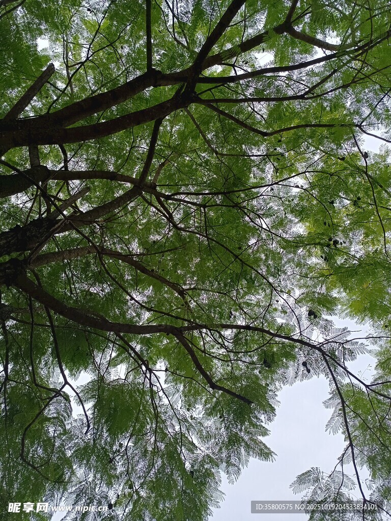 仰视翠绿繁茂的树枝
