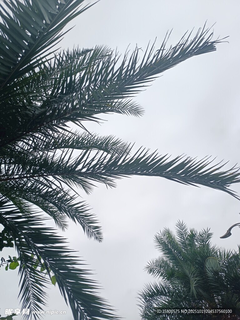天空下的棕榈树枝