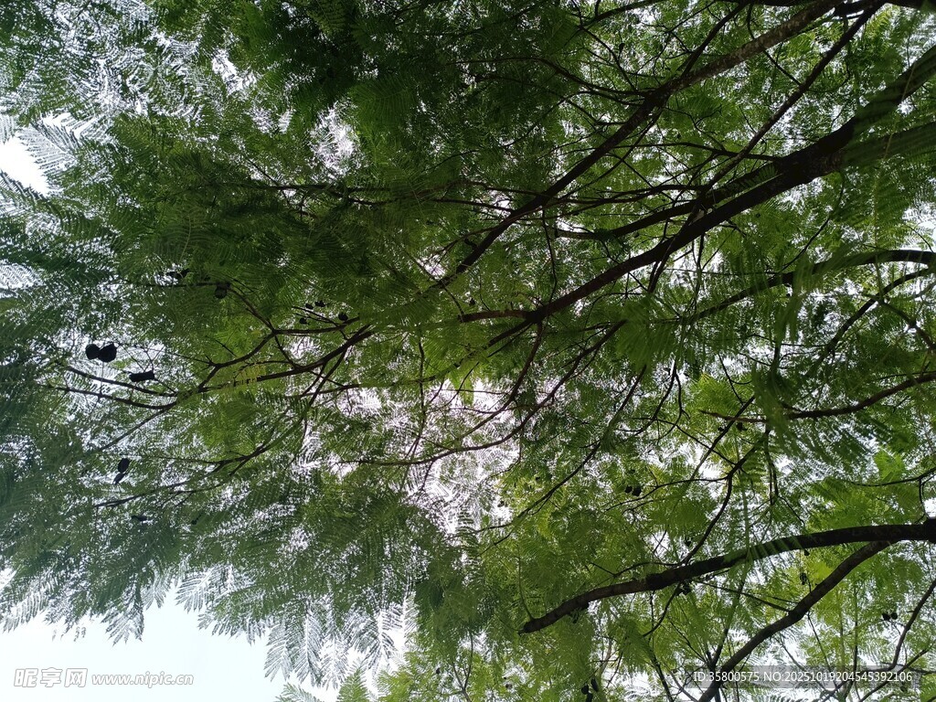 仰视茂密树林枝叶