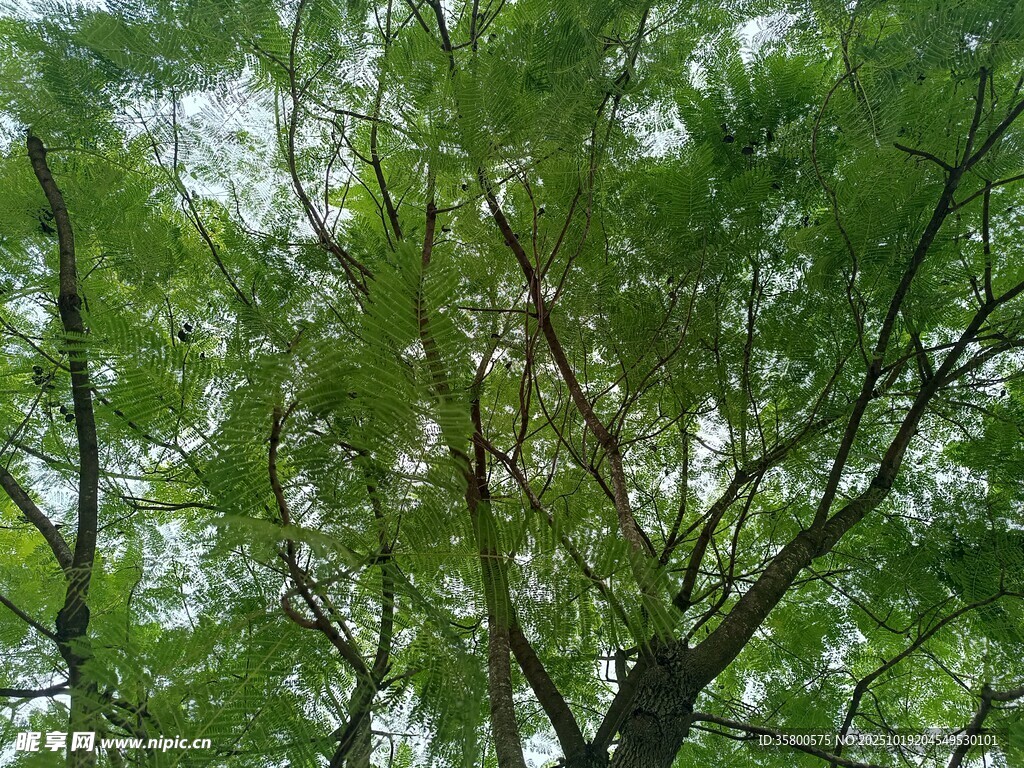 茂密枝叶下的树木景观