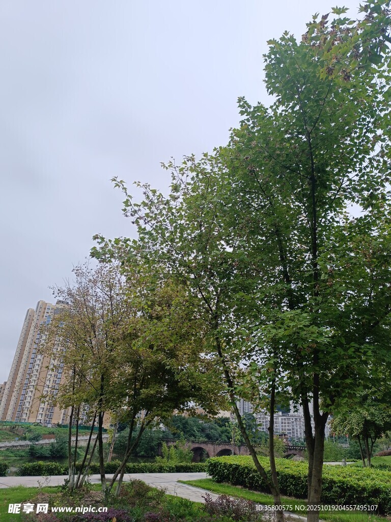 城市中的绿树与建筑景观