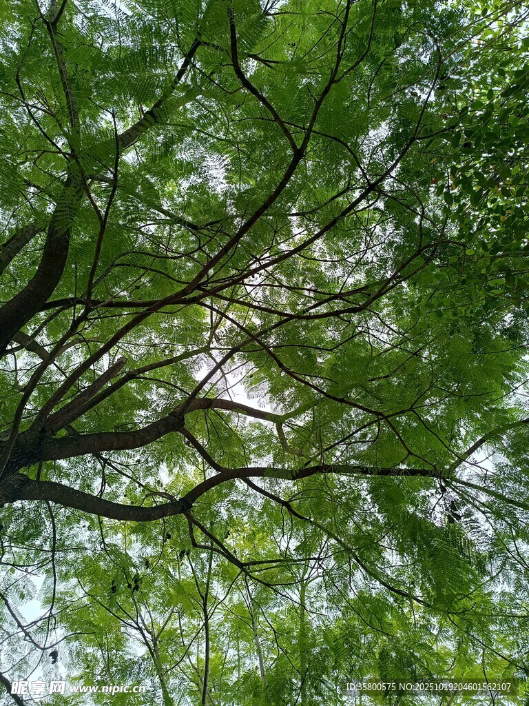 仰视茂密翠绿的树枝树冠