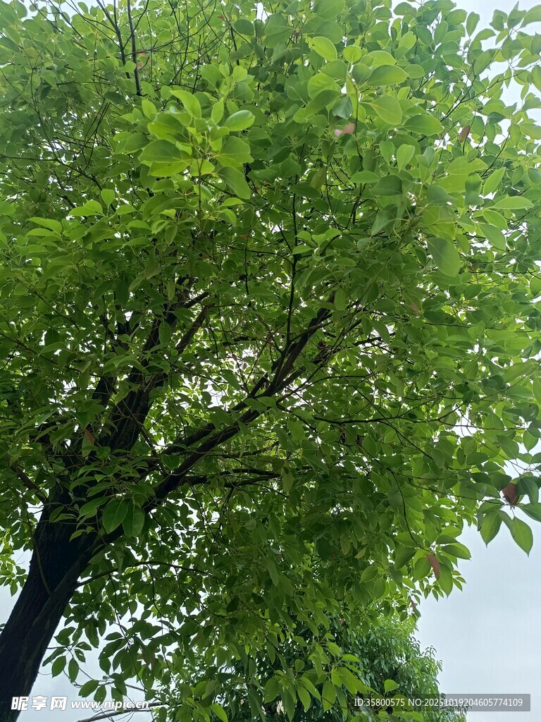 绿叶繁茂的大树