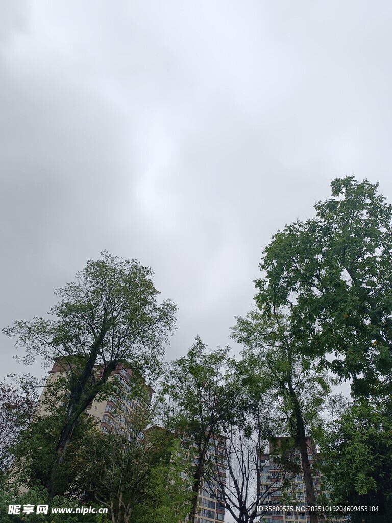 阴天树林景象