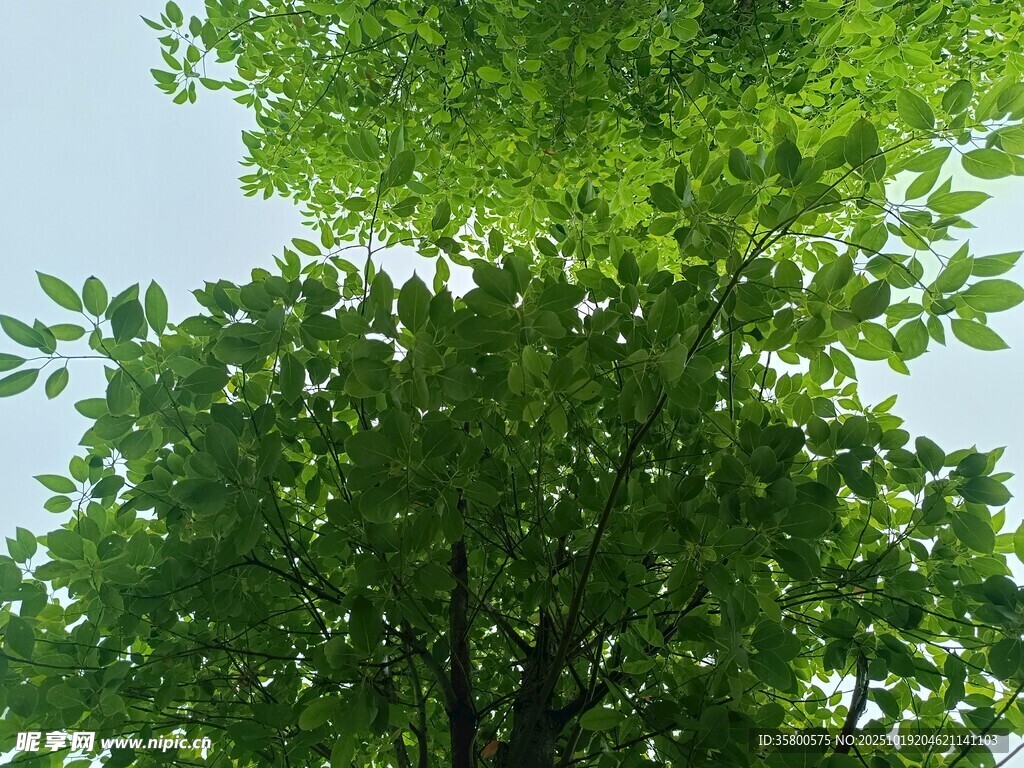 仰视翠绿繁茂的树木