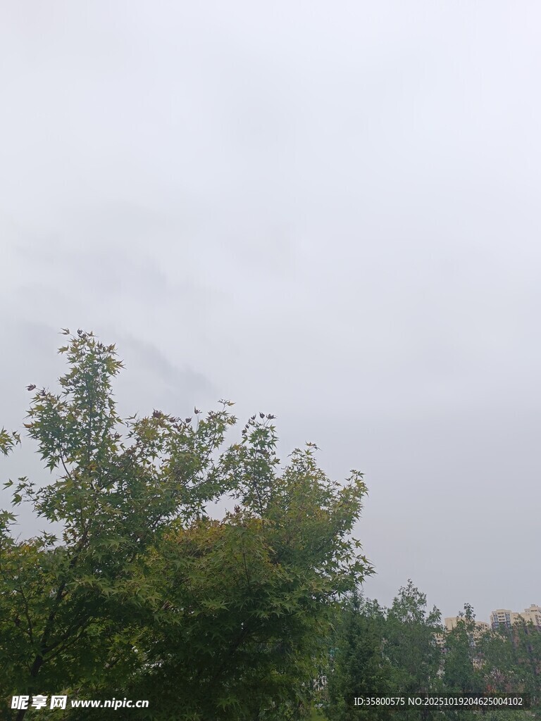 阴天中的葱郁树林