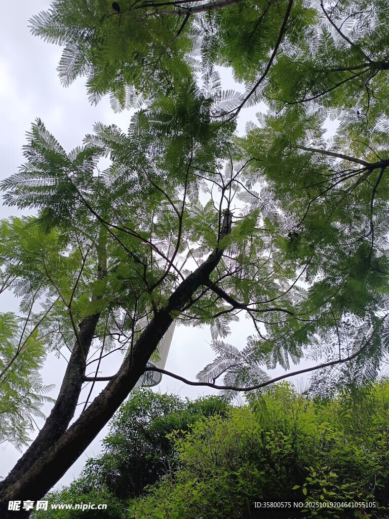 仰视繁茂树冠绿意盎然