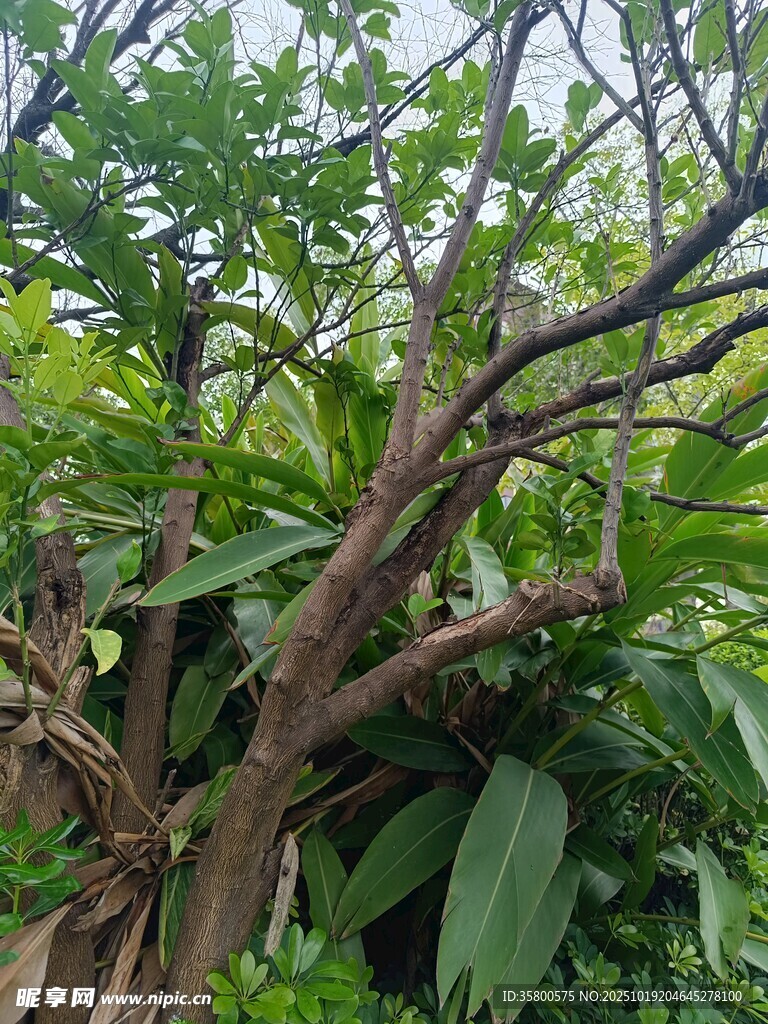 扭曲枝干的繁茂绿植
