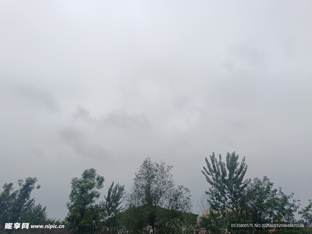 阴天树林景象