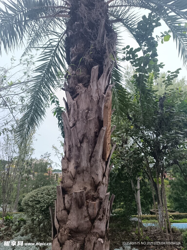 棕榈树干特写