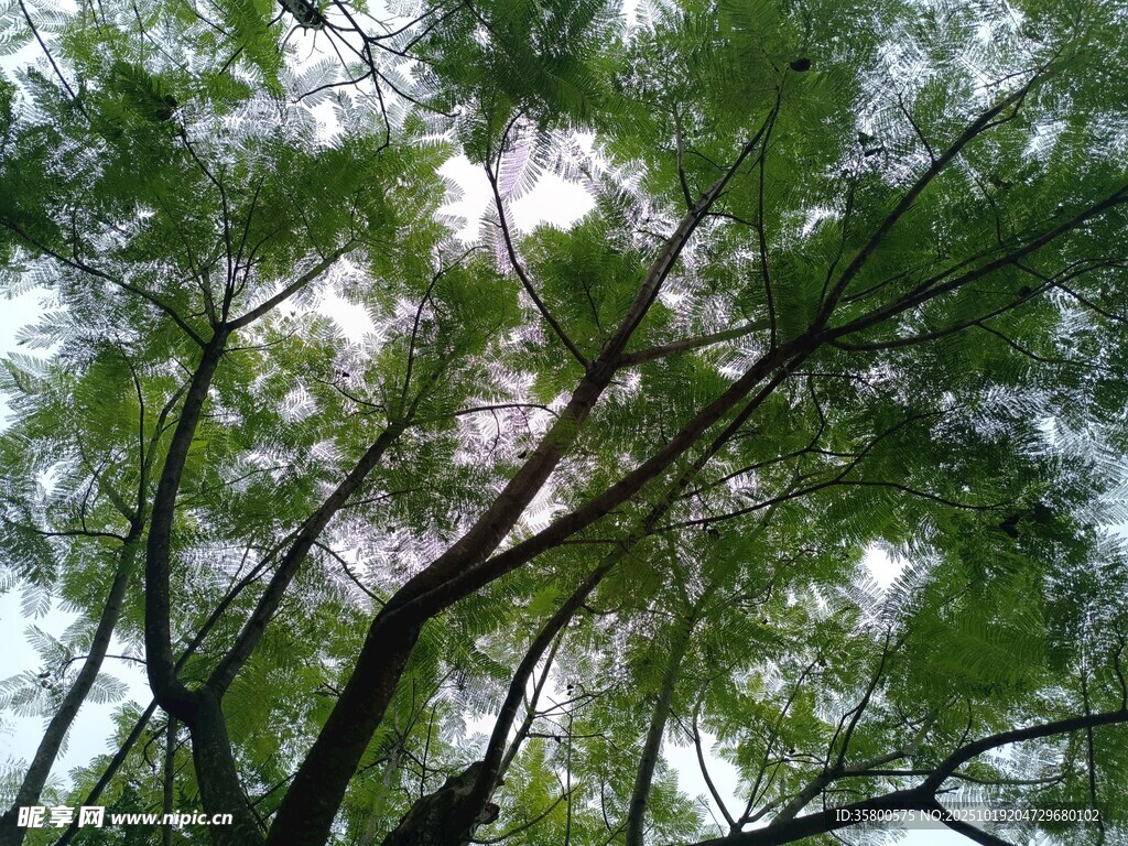 透过枝叶见天空