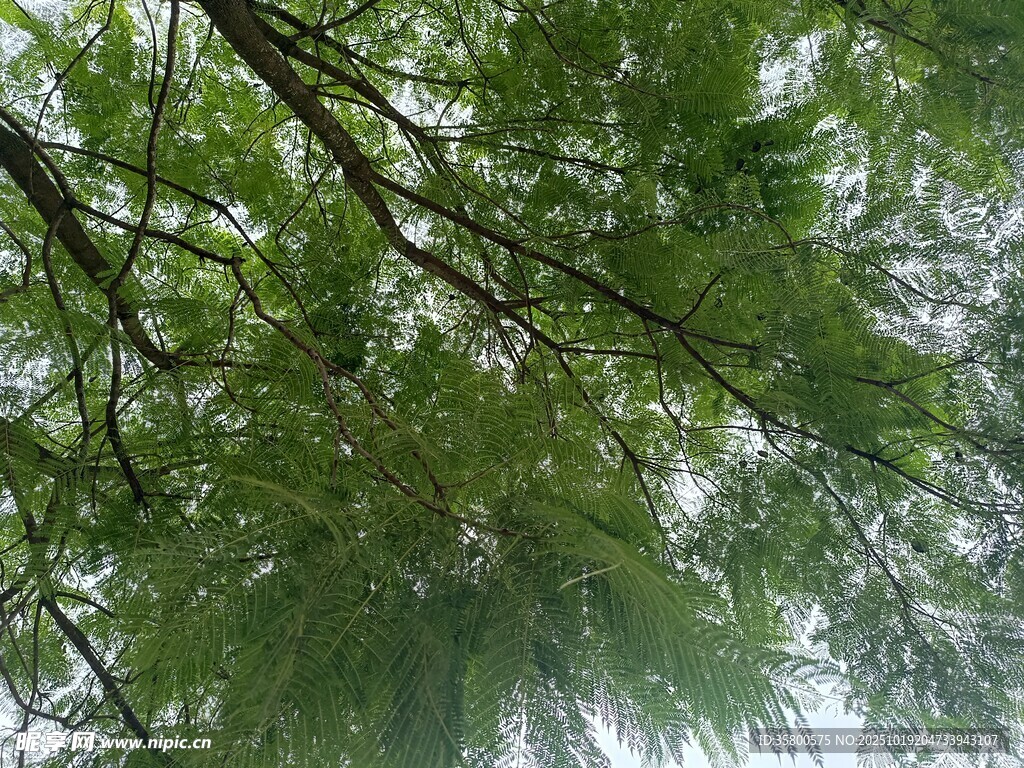 仰视翠绿繁茂的树枝