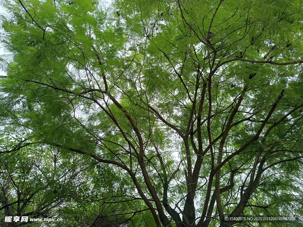 茂密树林中的葱郁树冠