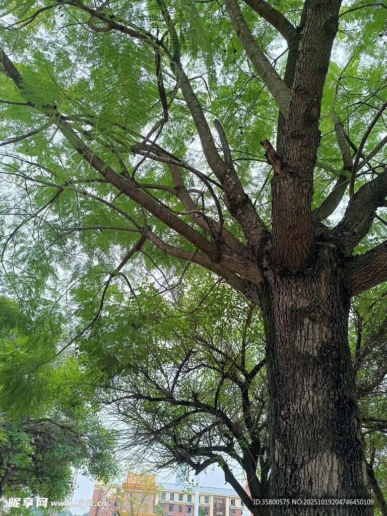 粗壮繁茂的大树