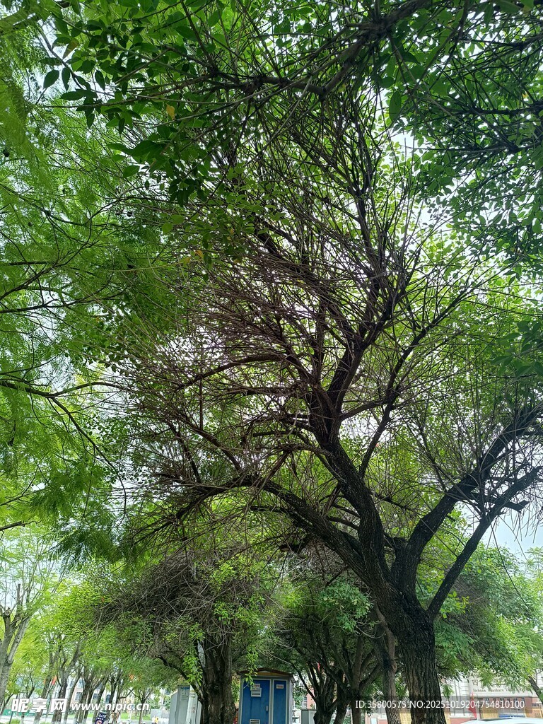 夏日葱郁大树风景