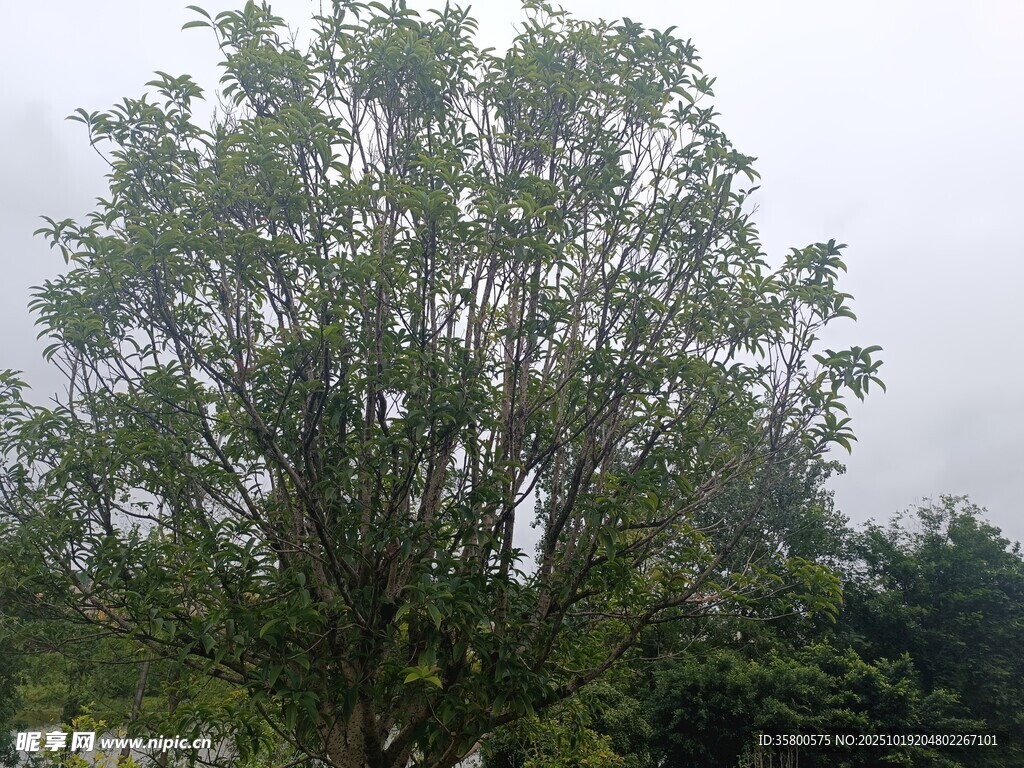 雨中葱郁大树