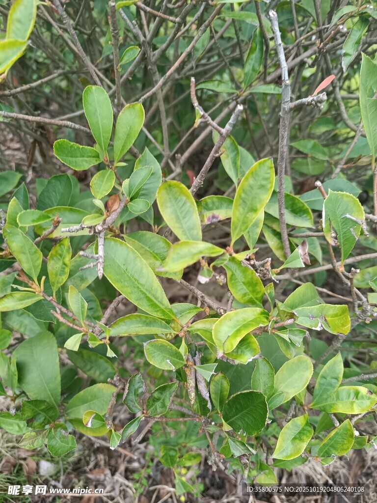 绿叶繁茂的植物景象