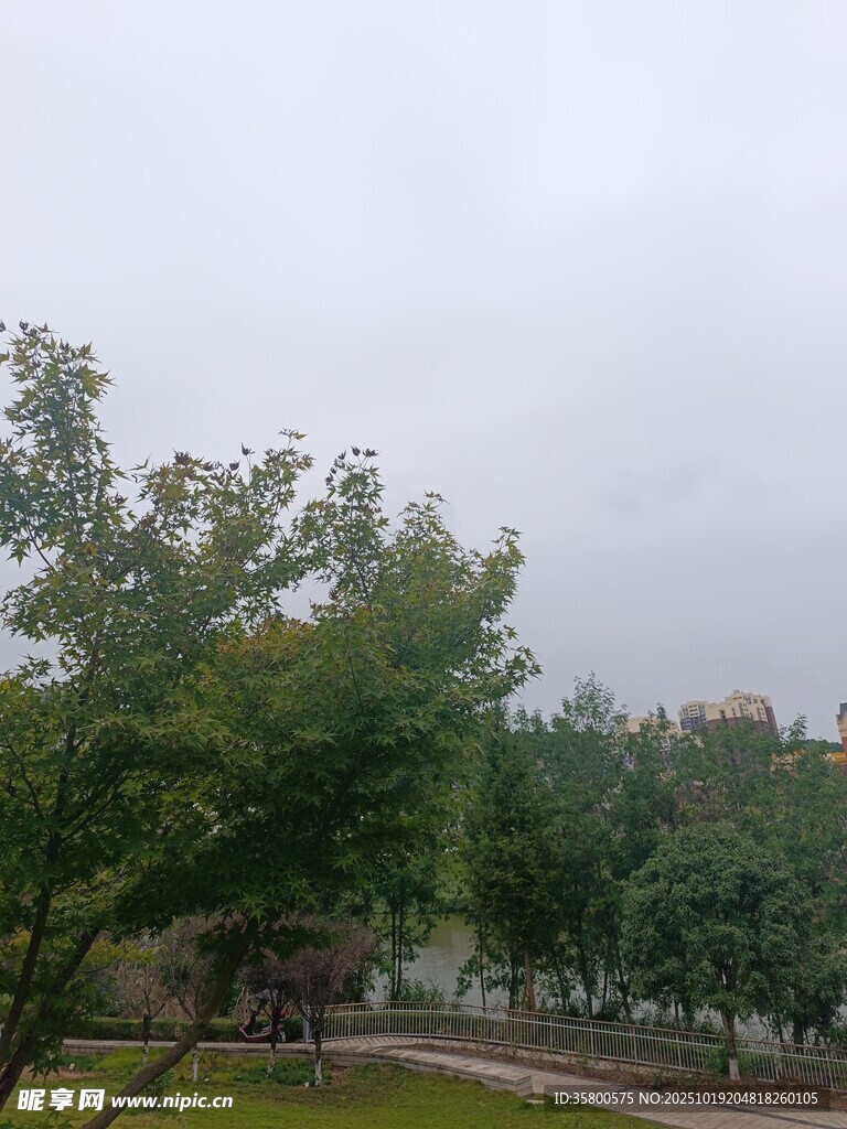 阴天公园绿树景观