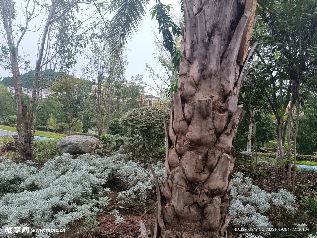 园林中独特纹理的树干景观